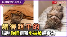 躺得超平的！貓咪睡覺姿勢端正還蓋小被被 畫面超幸福