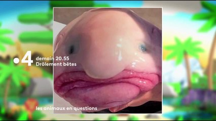 Drôlement bêtes : les animaux en questions - 6 octobre