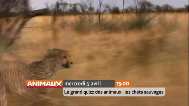 Le Grand Quiz des animaux : Chats sauvages