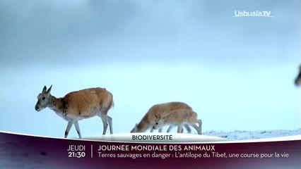L'énigme des bélugas/Terres sauvages en danger
