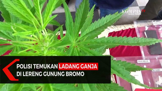 Polisi temukan Ladang Ganja di Lereng Gunung Bromo