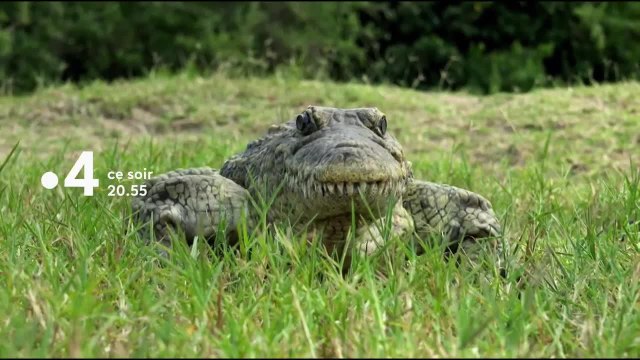 Caméras espions en terre animale - 18 septembre