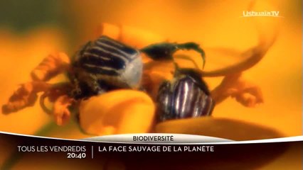 La face sauvage de la planète
