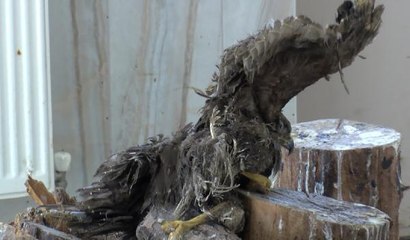 DOÇ. DR. KAYA YABAN HAYATI TEHLİKEDE