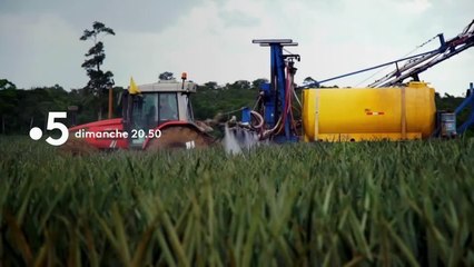 Ananas : le roi des fruits   - 9 septembre