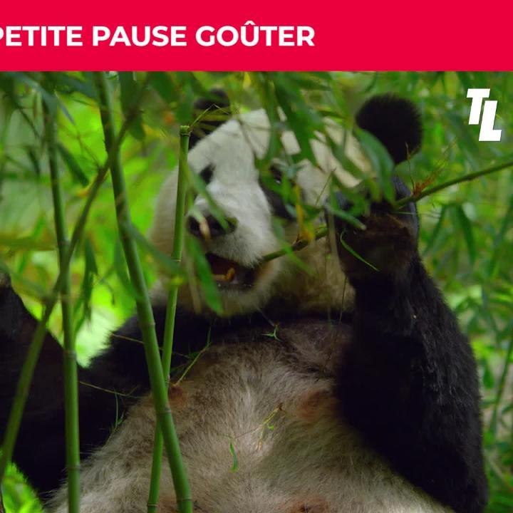 Un nouveau jour sur terre : les animaux font leur rentrée !