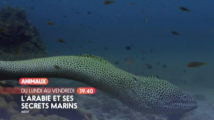 L'Arabie et ses secrets marins