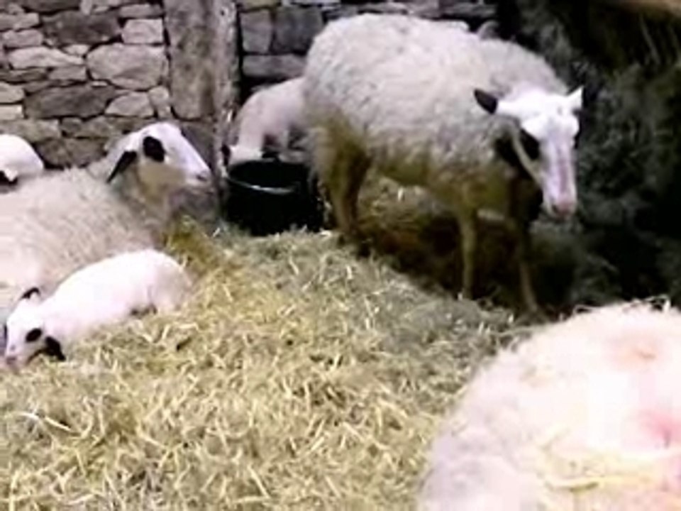 Moutons & Biquettes au Salon de l'agriculture