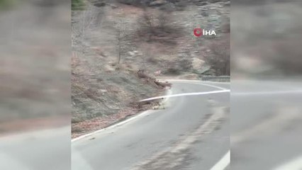 Dağ keçileri yola indi, vatandaşlar cep telefonlarına sarıldı