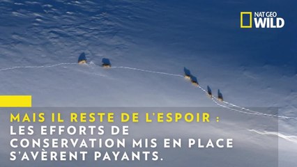 Nat Geo Wild fête ses dix ans