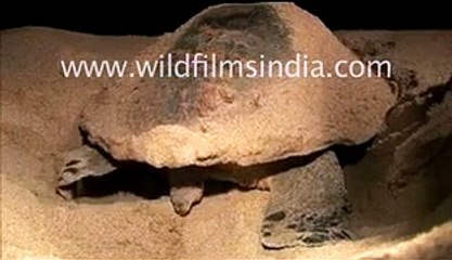 Olive ridley turtle protecting its eggs in Orissa, India