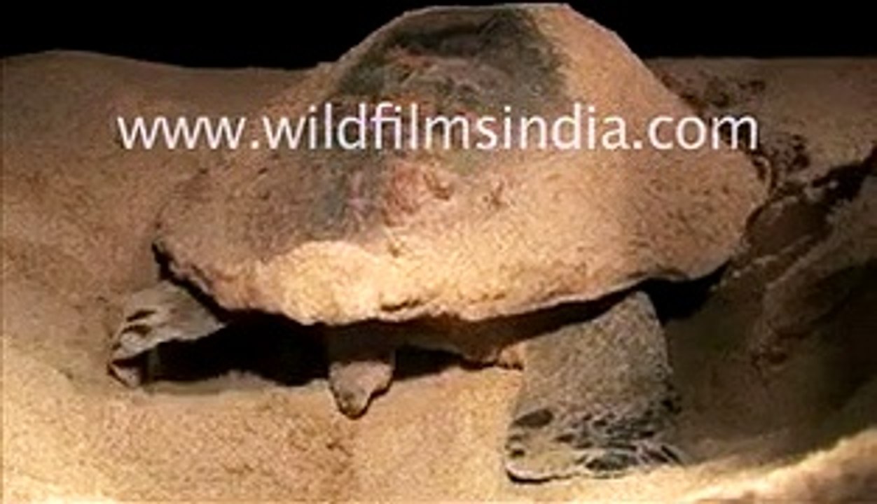 Olive ridley turtle protecting its eggs in Orissa, India