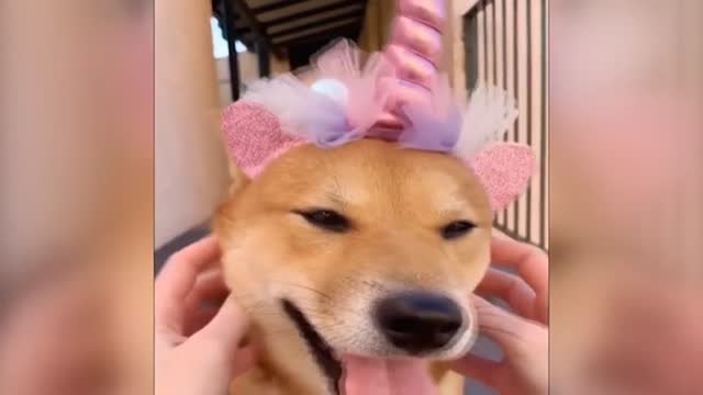 Hoy entra en vigor la Ley de Protección Animal