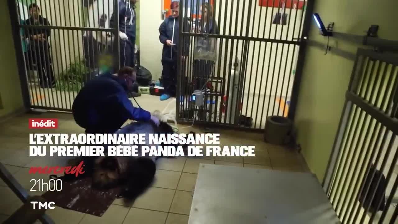 L'extraordinaire naissance du 1er bébé panda de France