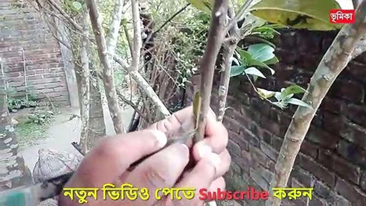 লেবু চাষ করে জিরো থেকে হিরো | লেবু চাষ পদ্ধতি এবং লেবু চাষ করে কোটিপতি হওয়া কৃষকের গল্প | Vumika TV | Vomika Agro