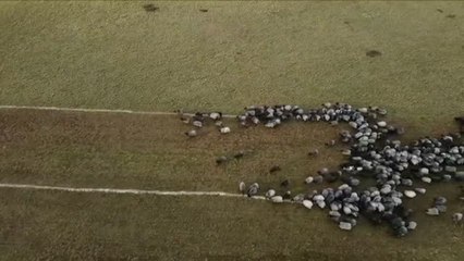 700 ovejas forman una enorme vacuna en Alemania