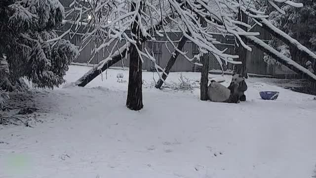 Un oso panda del zoo de Washington, feliz con la nieve