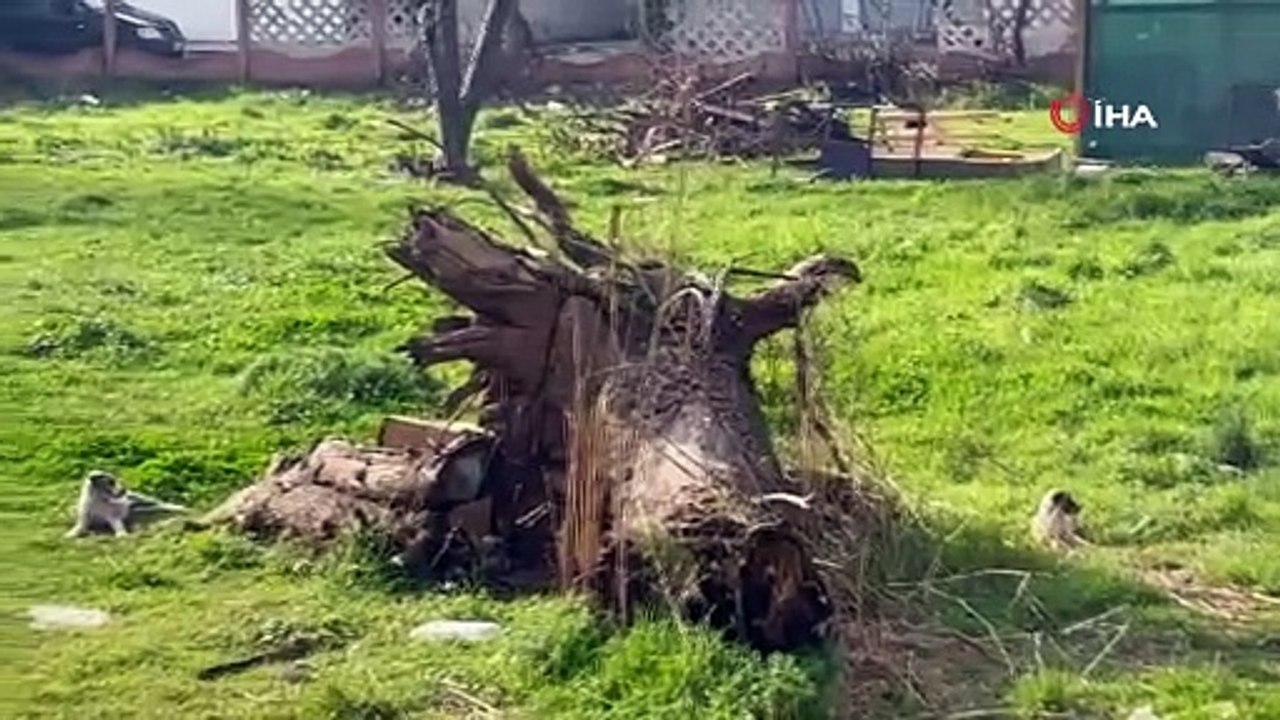 İşe gitmek için evinden çıktı, 4 tane köpeğin saldırısına uğradı