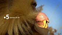 L’odyssée des primates - 1er août