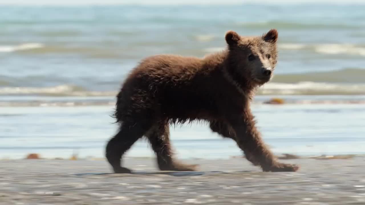 Grizzly - 29 juillet