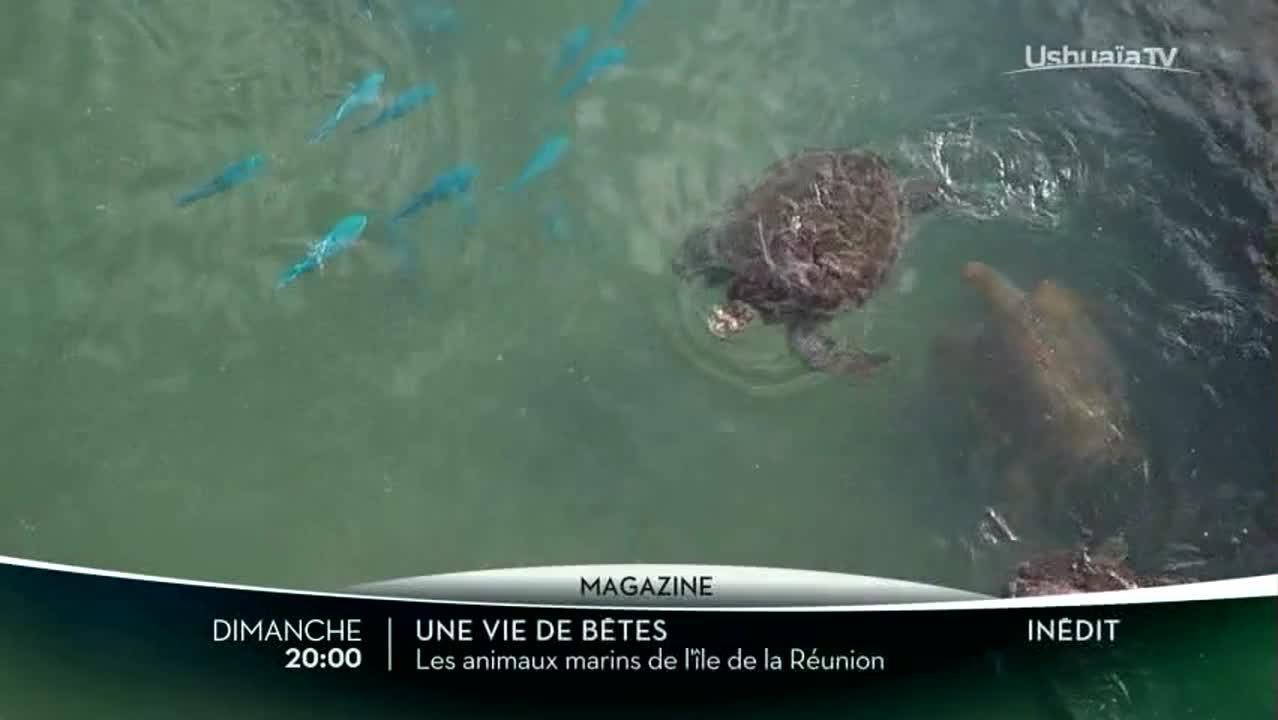 Une vie de bêtes