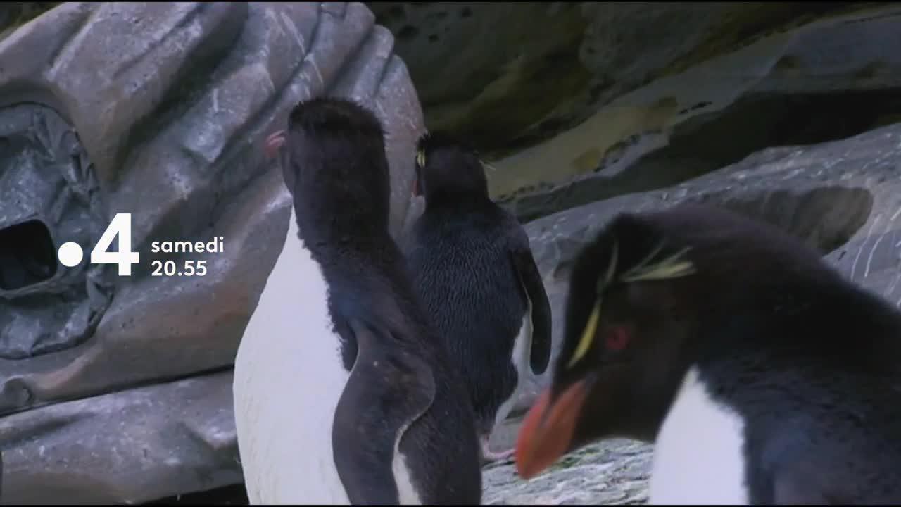 Un espion chez les manchots - 14 juillet