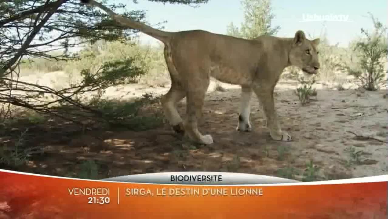 Les grands animaux d'Asie