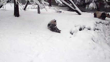 Panda gigante brinca na neve
