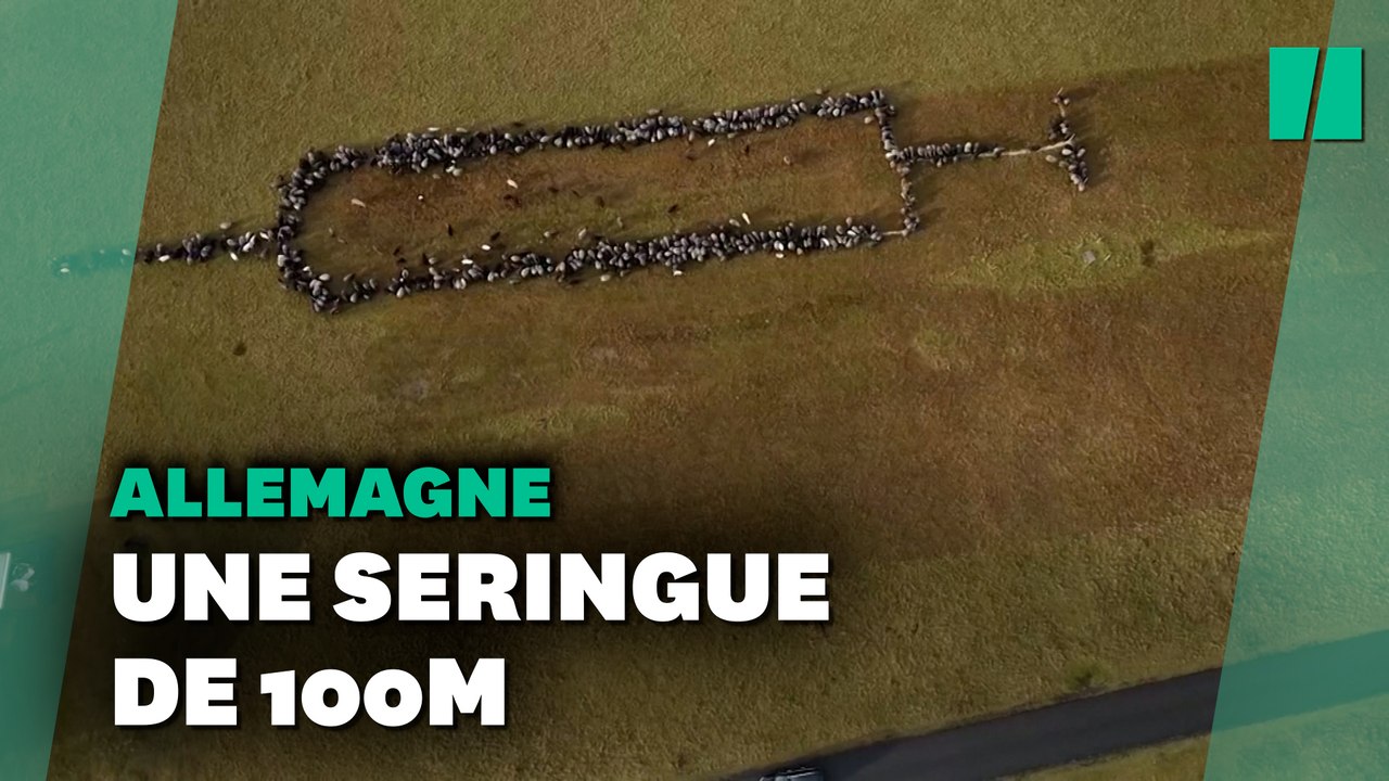 Même ces moutons et ces chèvres sont pour la vaccination