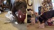 'Excited dog finds and opens his Christmas present on his own'