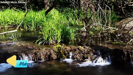 4K Relaxing River - Water Stream & Birdsong Sounds - Sleep/Study/Meditate Gentle River,