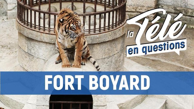 TLQ Fort Boyard - Comment les animaux de Fort Boyard sont-ils transportés sur le fort ?