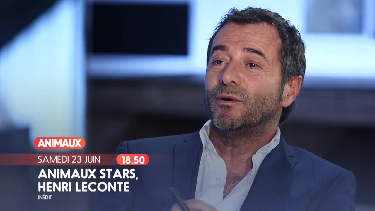 Animaux stars