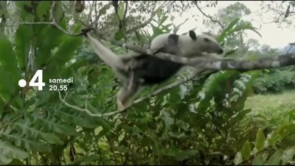 Le refuge des orphelins sauvages