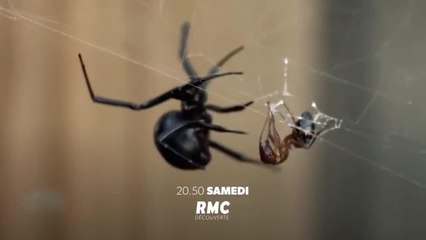 Retour à l'instinct primaire