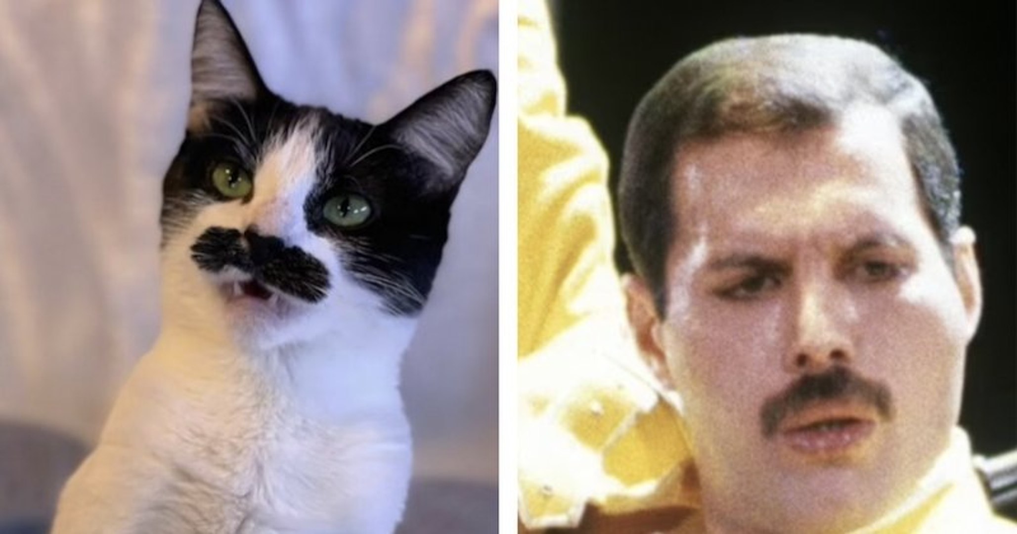 Voici Mostaccioli Une Chatte Qui Ressemble Au Chanteur Freddie Mercury Video Dailymotion