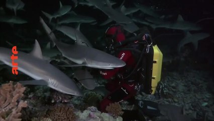 700 requins dans la nuit