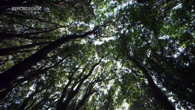 Reportages découverte (TF1) : partez pour un été en Corse