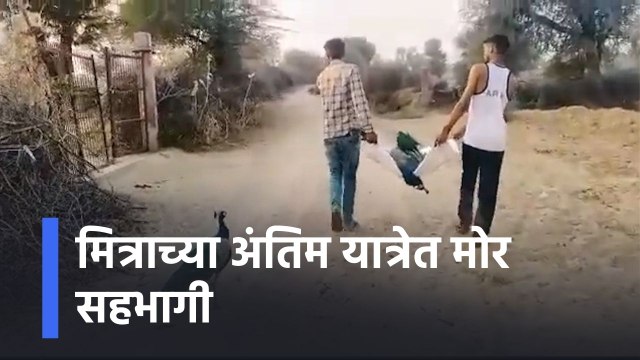 Viral Video: मित्राच्या अंतिम यात्रेत मोर सहभागी, व्हिडिओ पाहून नेटकरी भावूक