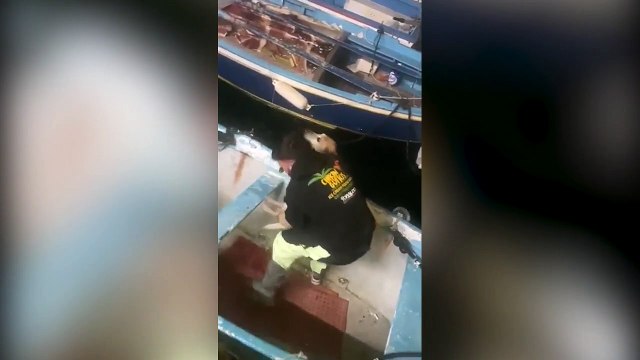 Napoli, cameriere salva una cagnolina caduta in acqua sul lungomare nella notte