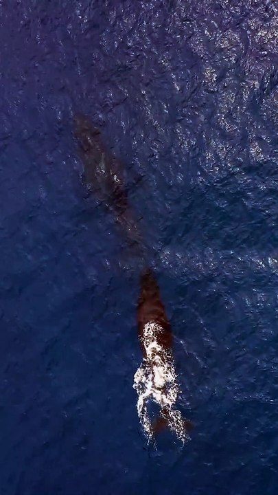 Whale