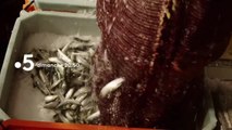 La sardine en boîte, une filière bien huilée - 20 mai