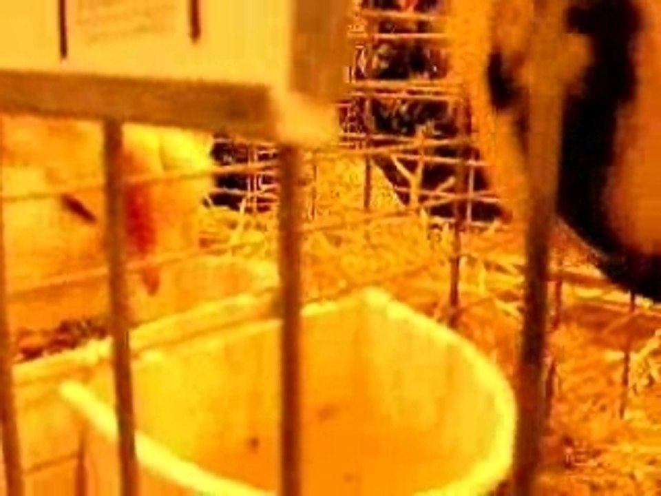 La Basse Cour du Salon de l'agriculture