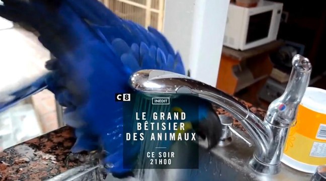 Le grand bêtisier des animaux - 9 mai