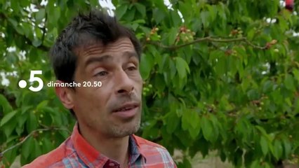 La fin du temps des cerises ?