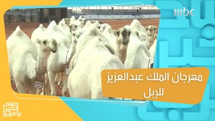 مهرجان الملك عبدالعزيز للإبل يحقق نجاحاً وجماهيرية واسعة!