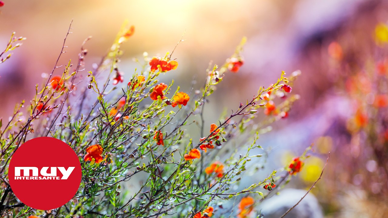 ¿Por qué las plantas invasoras son un peligro para los ecosistemas?