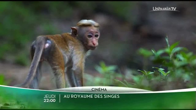 Au royaume des singes