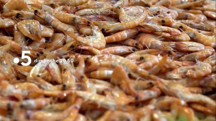 Crevettes en eaux troubles - 1er avril