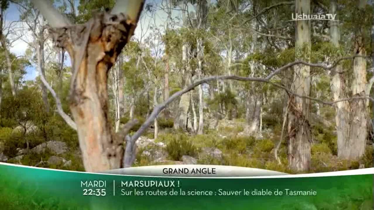 Grand angle